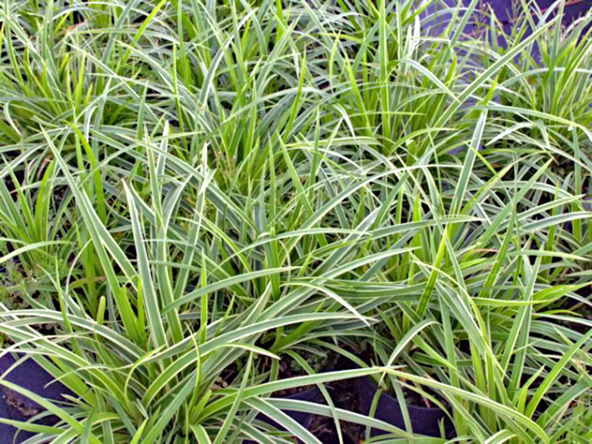 Carex morrowii 'Ice Dance' - dekoratives Ziergras mit elegantem Weißrand, ideal für halbschattige Beete und Pflanzgefäße.