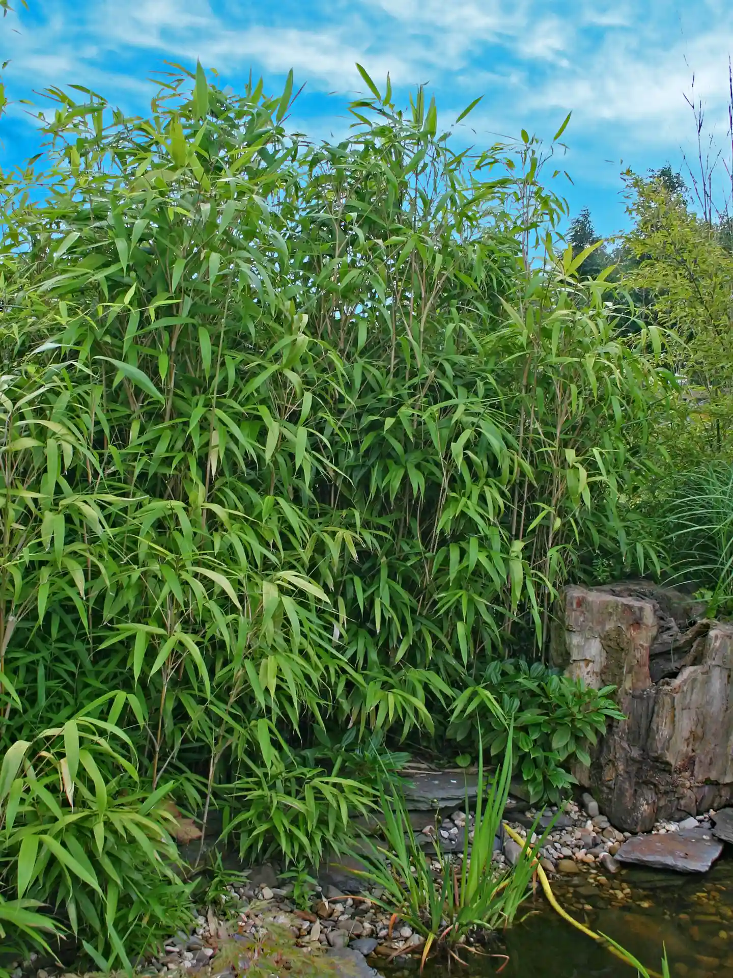 Pseudosasa japonica am Teichrand als dekorativer, schattenspendender Bambus für Gartenteiche.