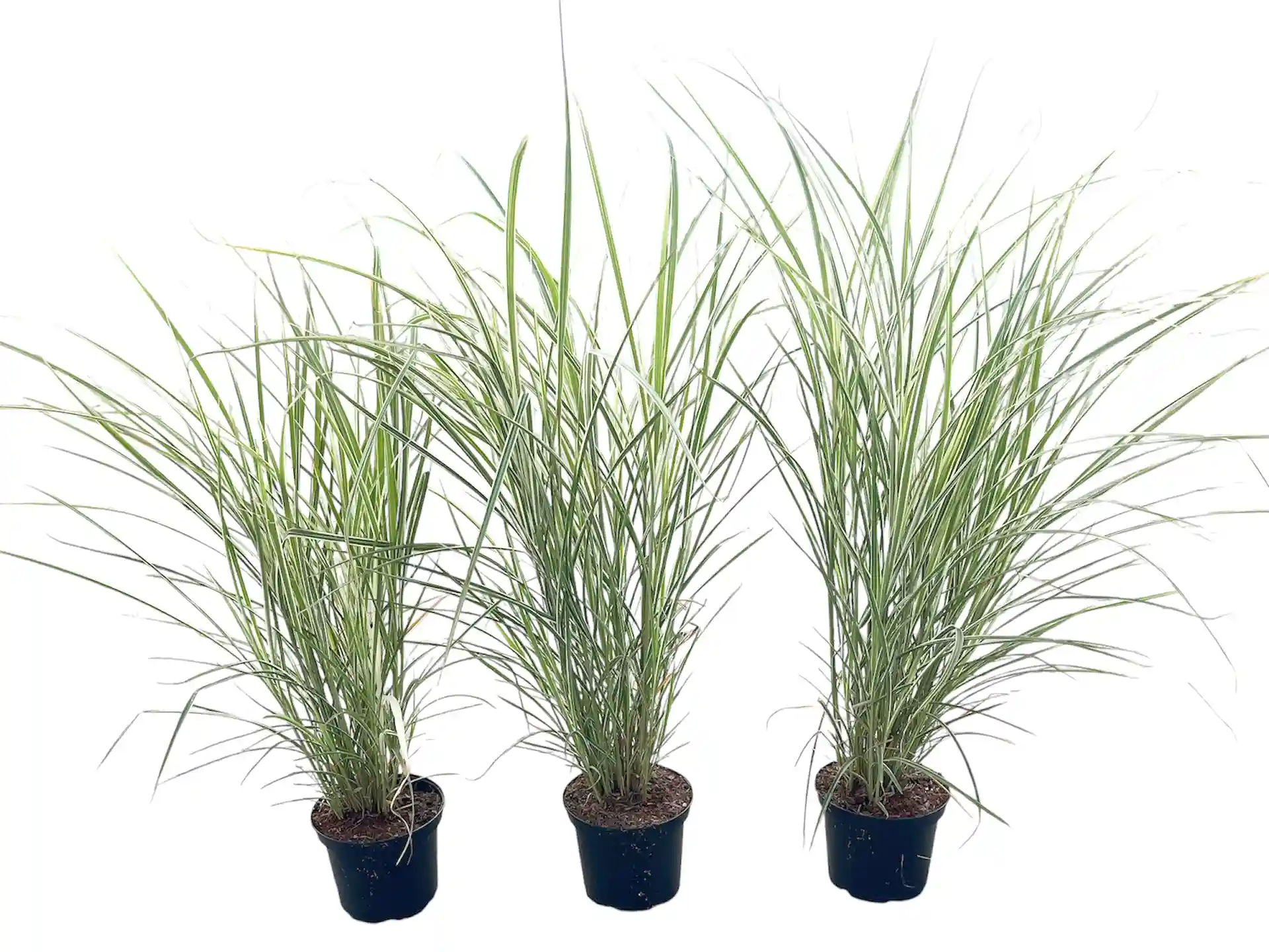 Miscanthus sinensis 'Variegatus'