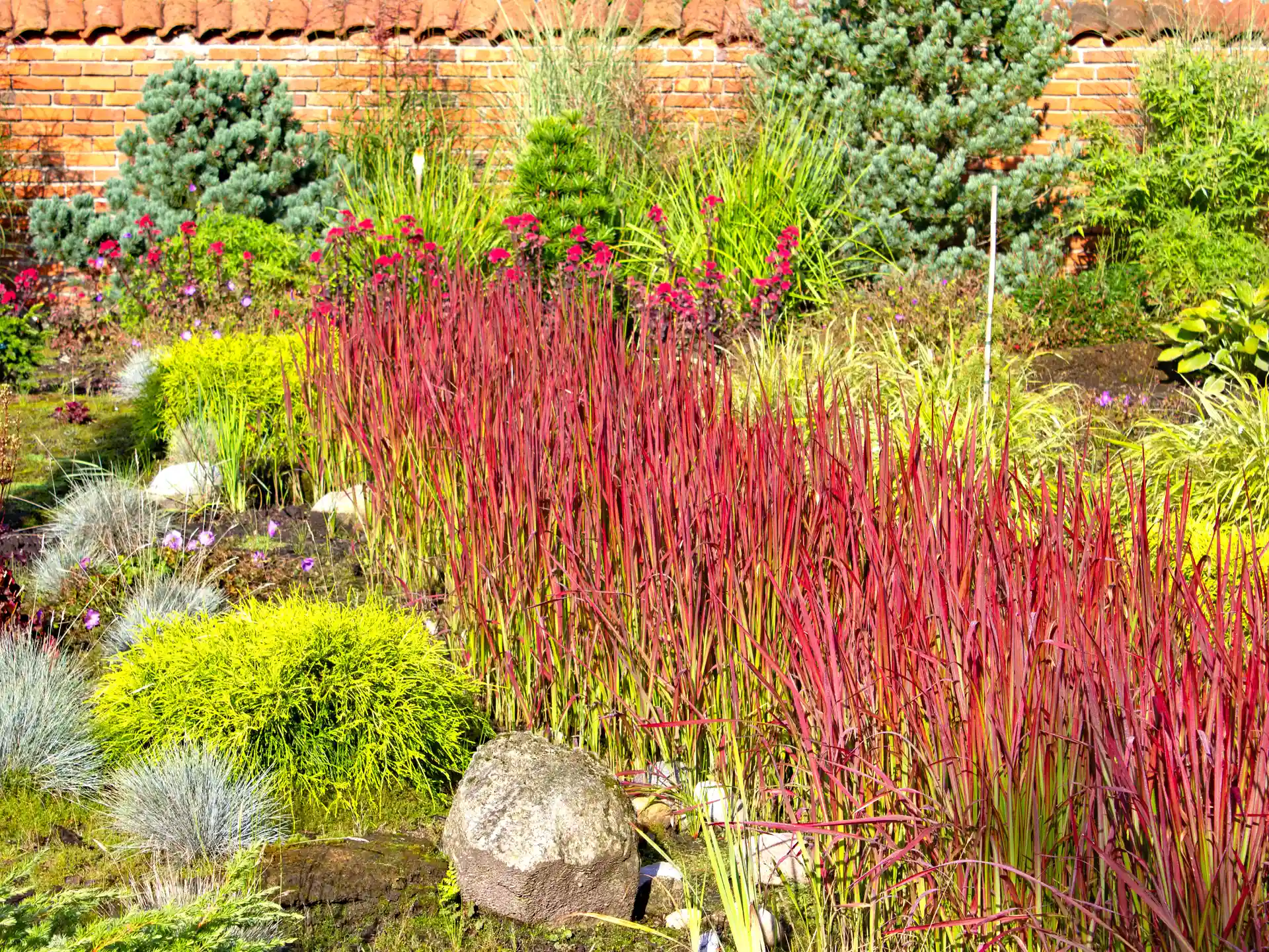 Intensiv rot gefärbtes Imperata cylindrica 'Red Baron' in moderner Kies- und Steingartenkomposition.