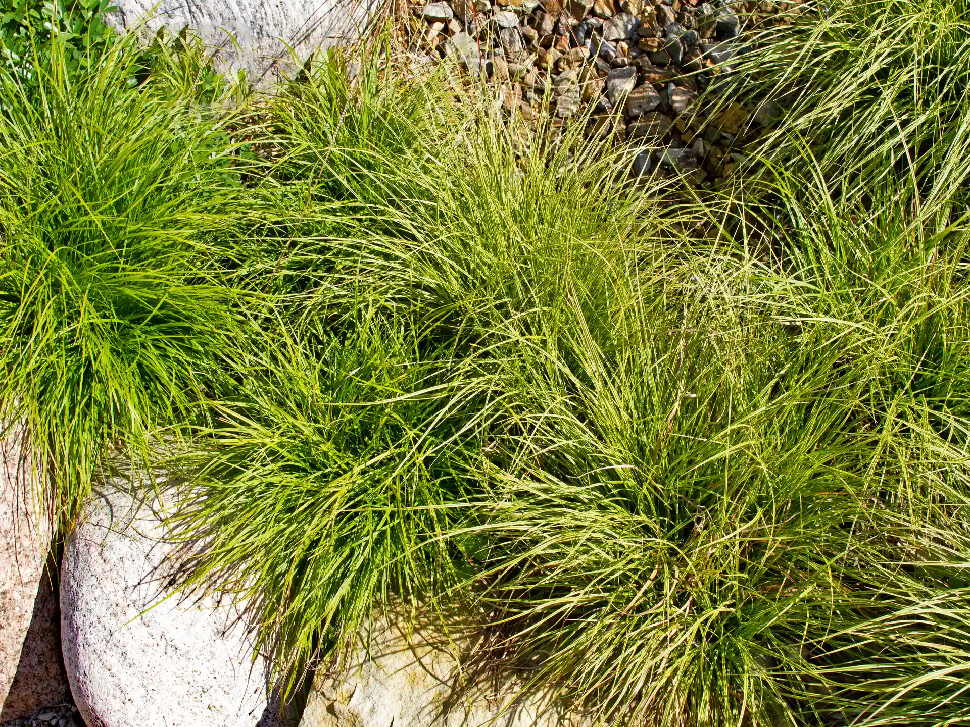 Carex Montana - lockere, natürliche Wuchsform mit feinem Laub, ideal für naturnahe Pflanzungen und Steingärten.