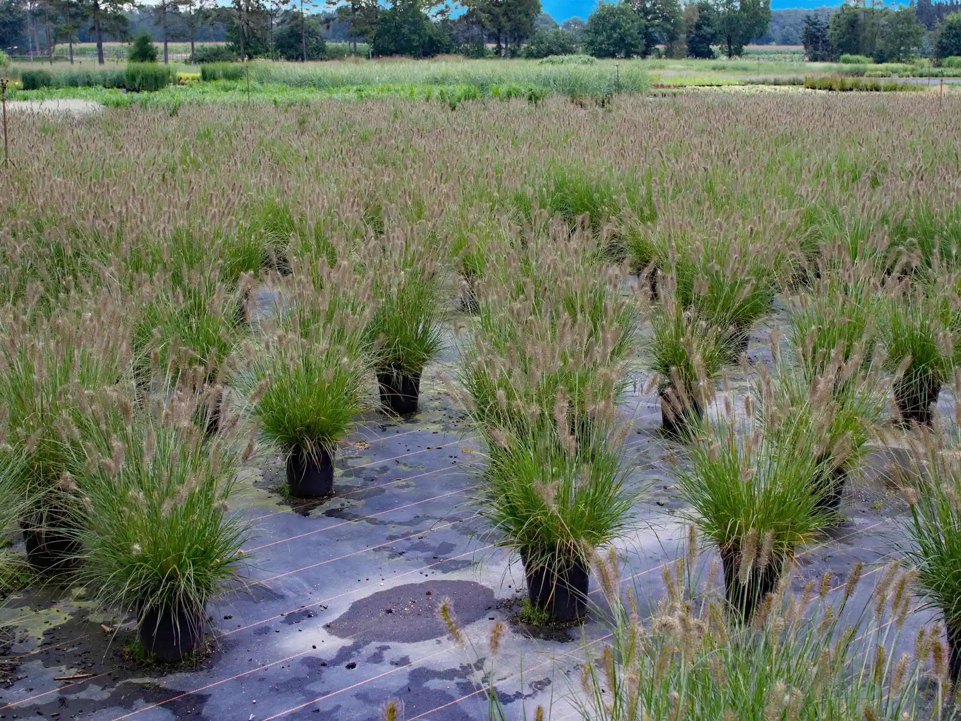 Junge Pflanzung von Pennisetum alopecuroides 'Hameln' in Reihung auf feuchtem Boden, in gleichmäßiger Ordnung gesetzt.