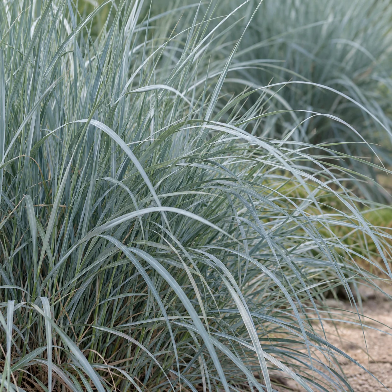 Schmale silbrig grüne Blätter von Ammophila breviligulata 'Silberinsel' in Nahaufnahme.