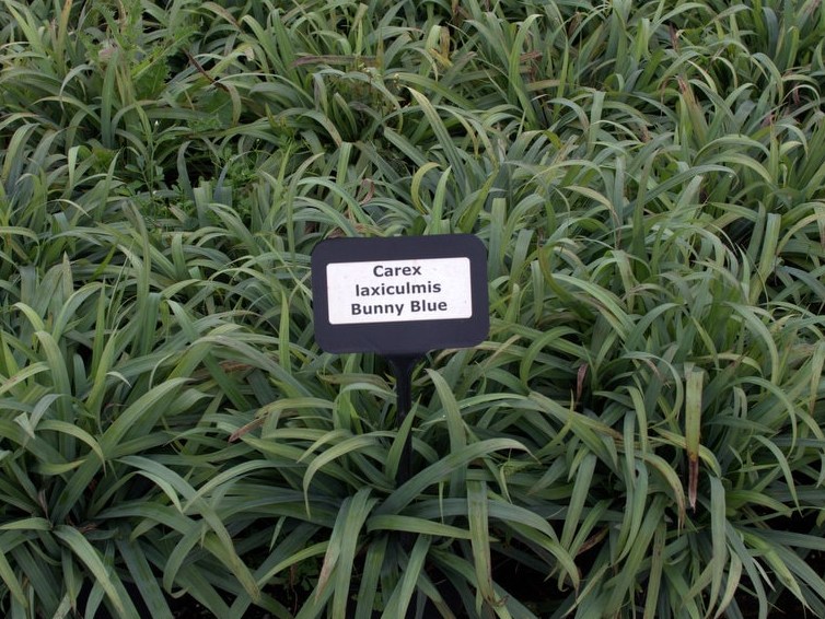 Segge Carex  laxiculmis  ‘Bunny Blue'
