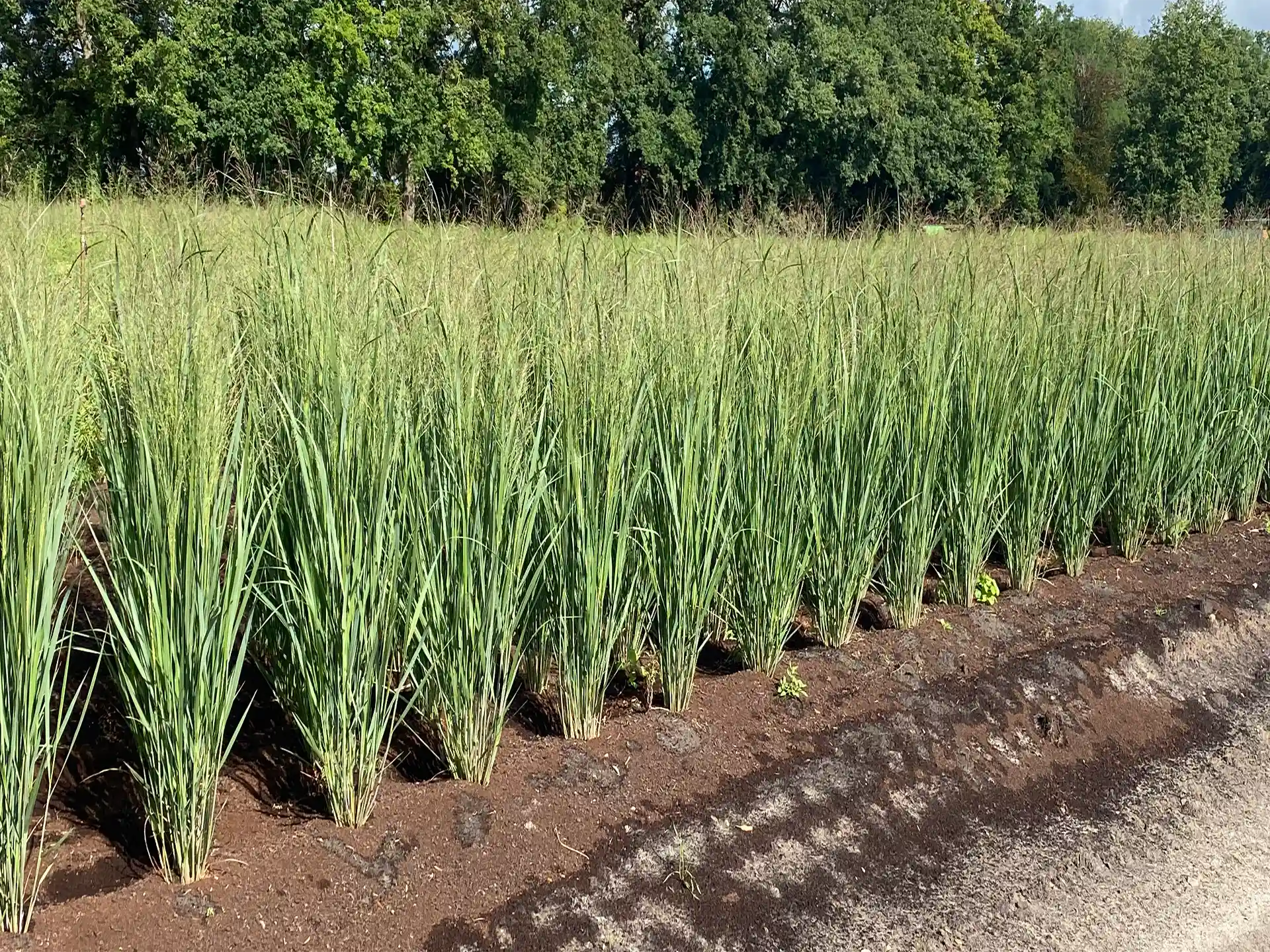 Rutenhirse Panicum virgatum Northwind in Reihe kultiviert auf sandigem Boden im Freiland.