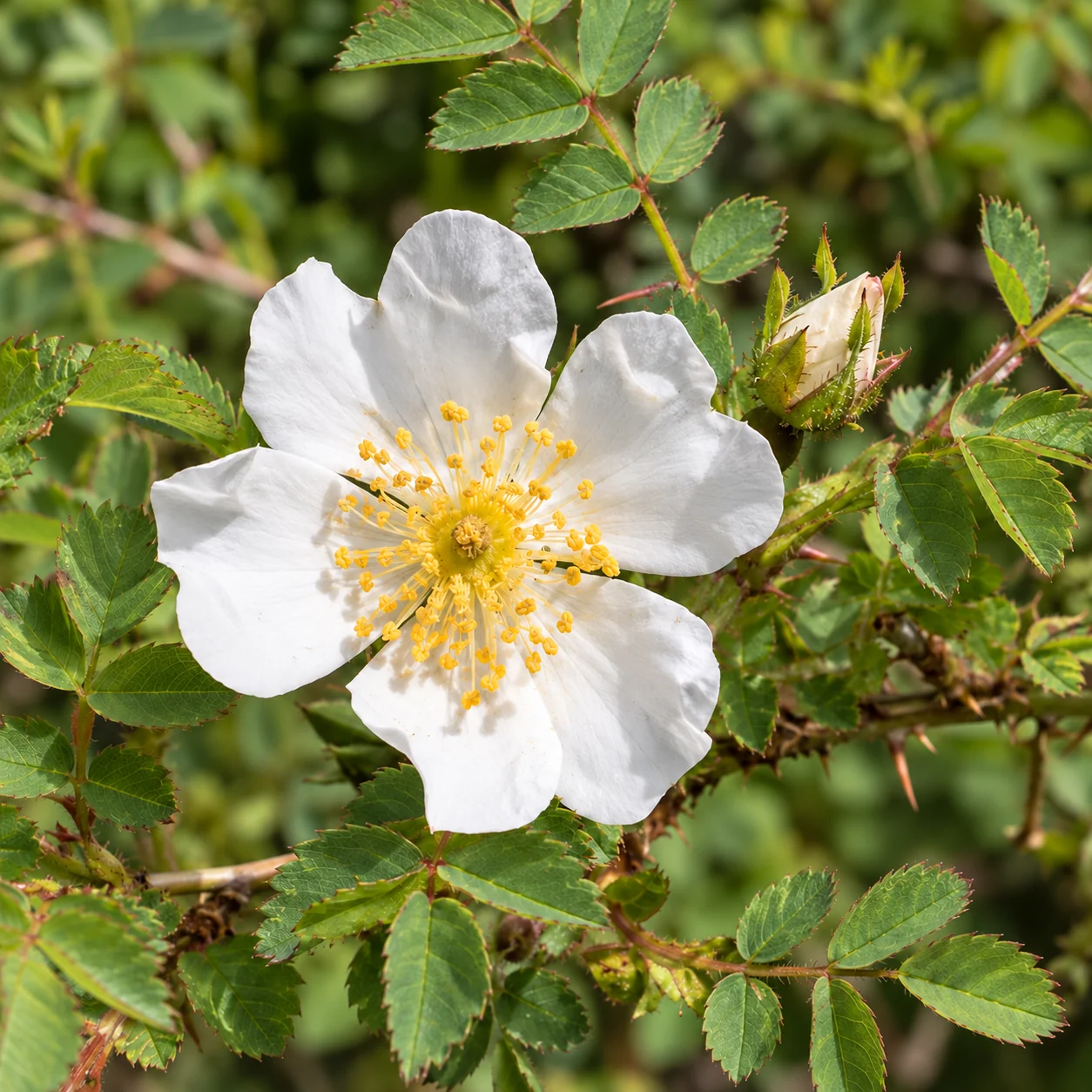 Cremeweiße Blüte der Dünenrose mit gelben Staubgefäßen und kleinen gefiederten Blättern.