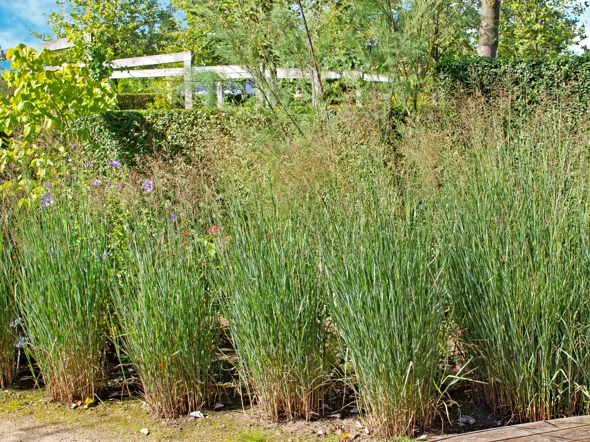 Panicum virgatum 'Heavy Metal' Rutenhirse Northwind mit lockerem Wuchs als Sichtschutz im Garten.