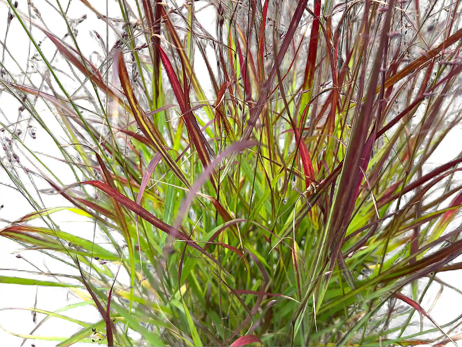 Panicum virgatum 'Shenandoah'