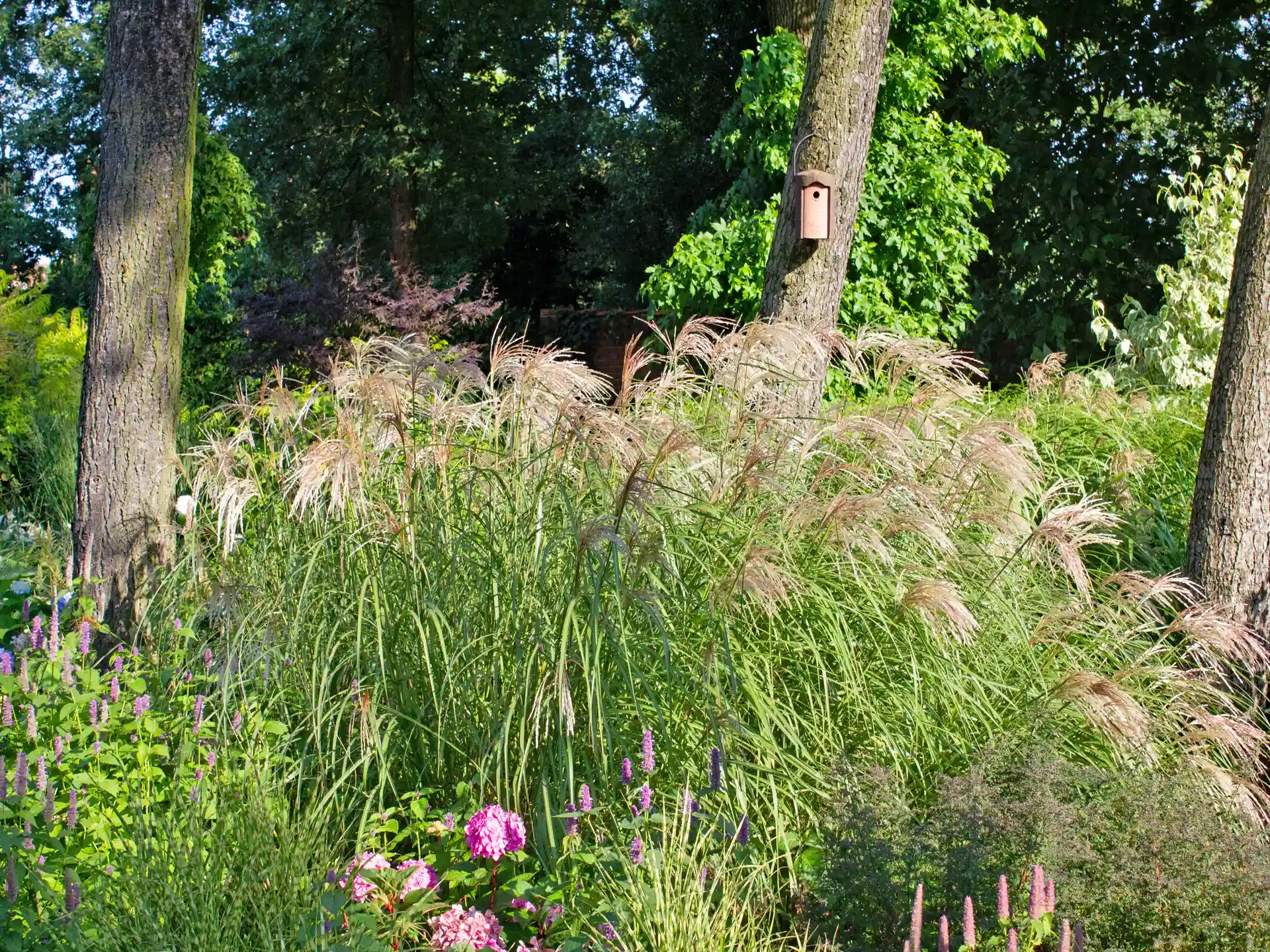 Chinaschilf 'Flamingo' - elegantes Ziergras mit rosafarbenen Blütenrispen und aufrechtem Wuchs, ideal als strukturgebendes Solitärpflanze im Garten.