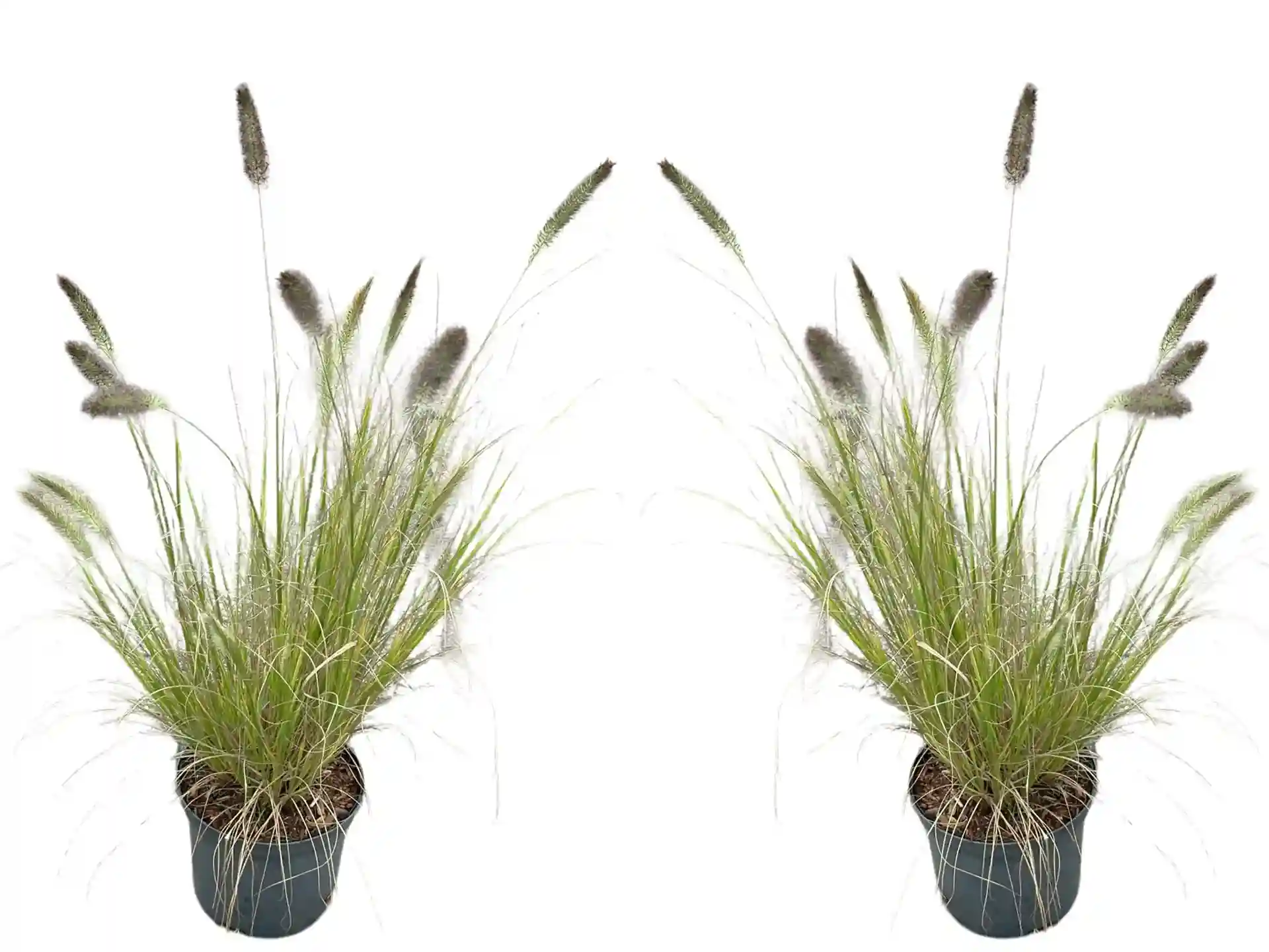 Pennisetum alopecuroides 'Cassian'