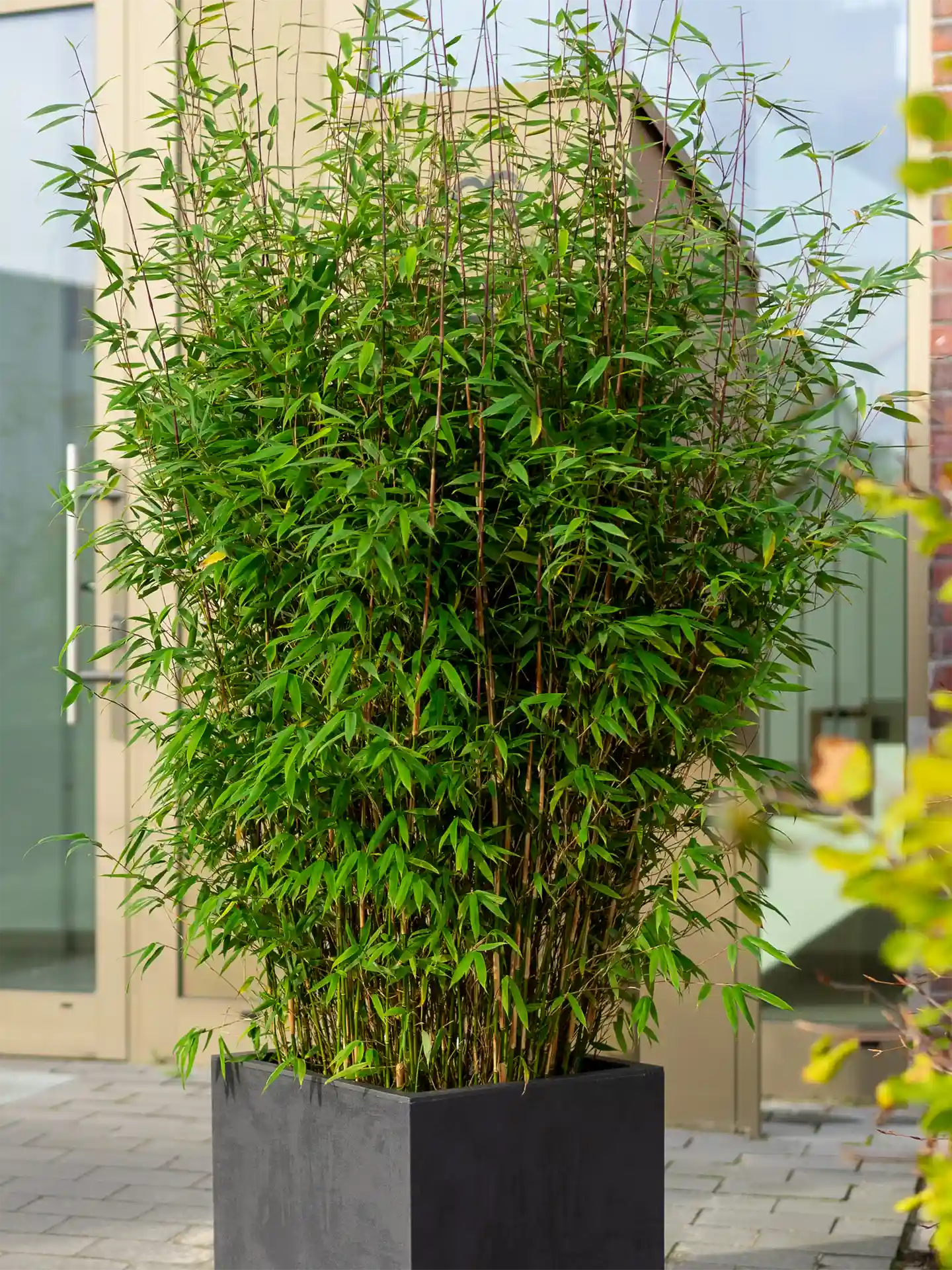 Bambus Fargesia 'Malachite Monkeys'®