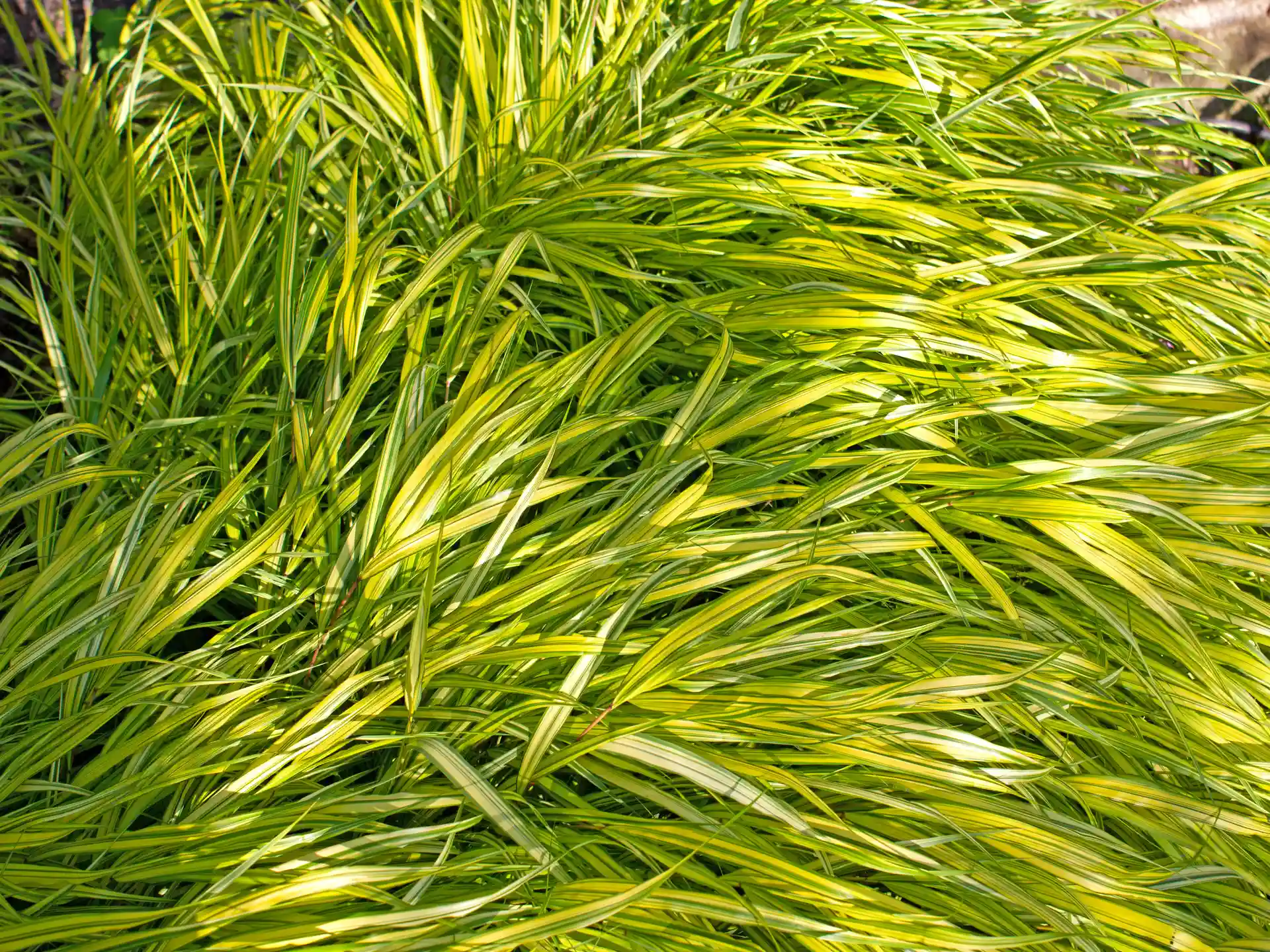 Hakonechloa macra 'Aureola'