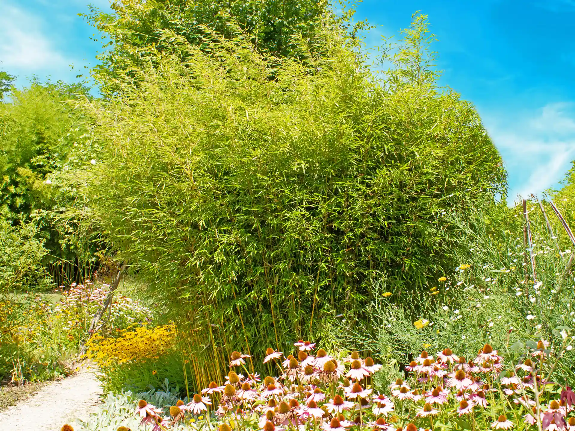Fargesia Robusta Campbell als freistehender Zierbambus mit Stauden im Gartenbeet - strukturgebend, elegant, winterhart.
