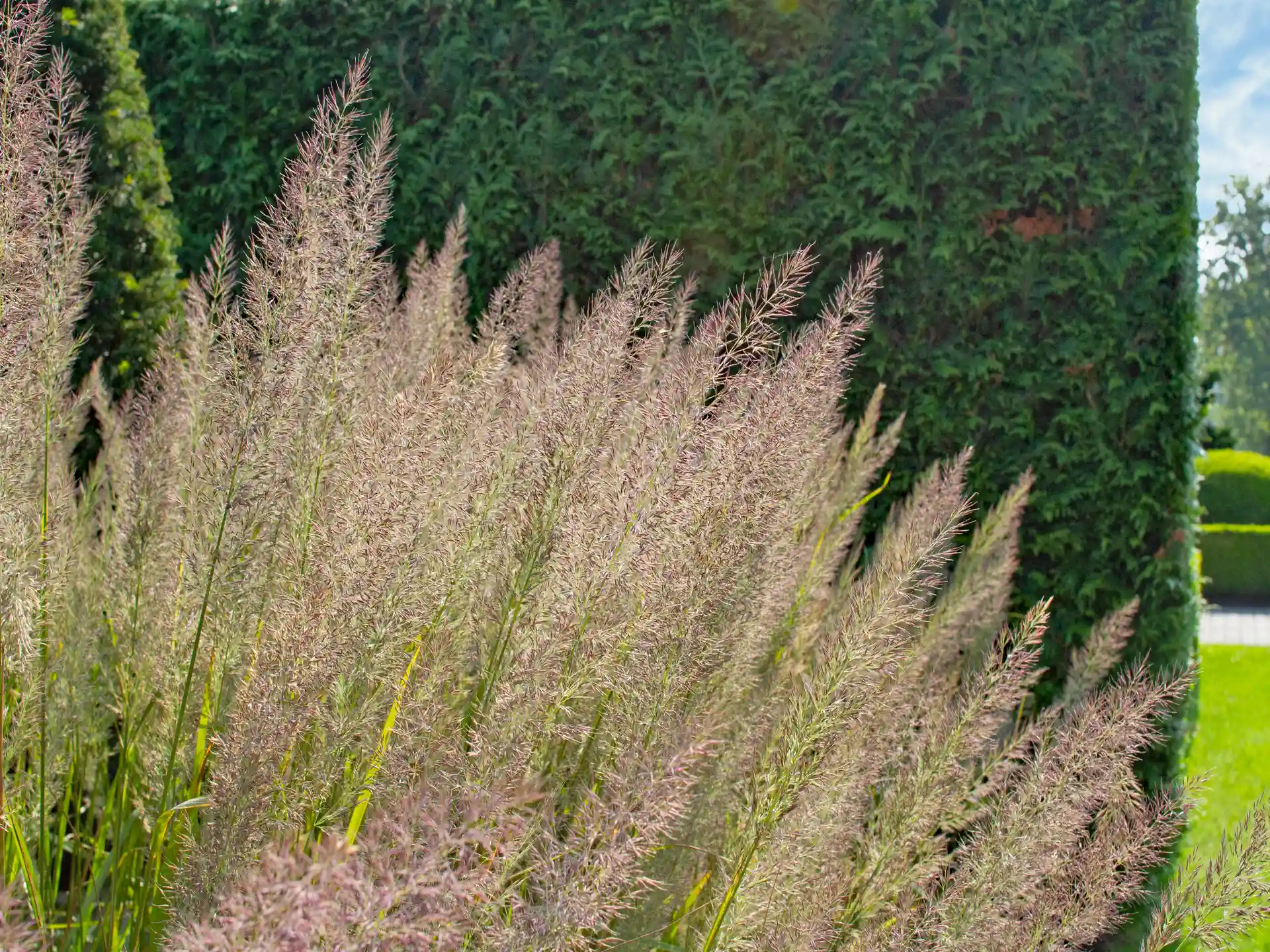 Nahaufnahme von Calamagrostis brachytricha mit zarten, rötlich getönten Blütenähren vor dunkler Hecke.