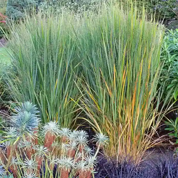 Rutenhirse-Panicum-virgatum-Northwind 616x616
