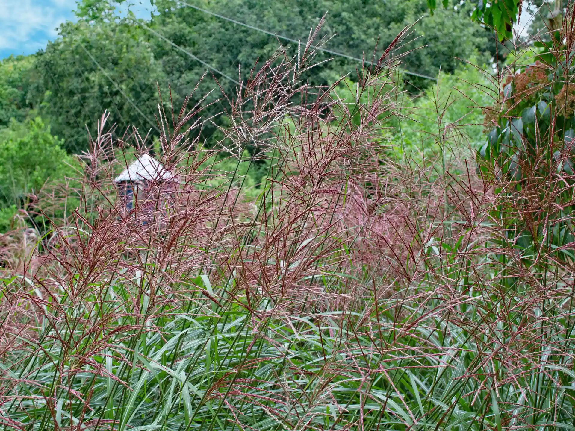 Farbenfroher Chinaschilf 'Ferner Osten' im Halbschatten - luftige Struktur mit ausdrucksstarken, rotbraunen Ähren.