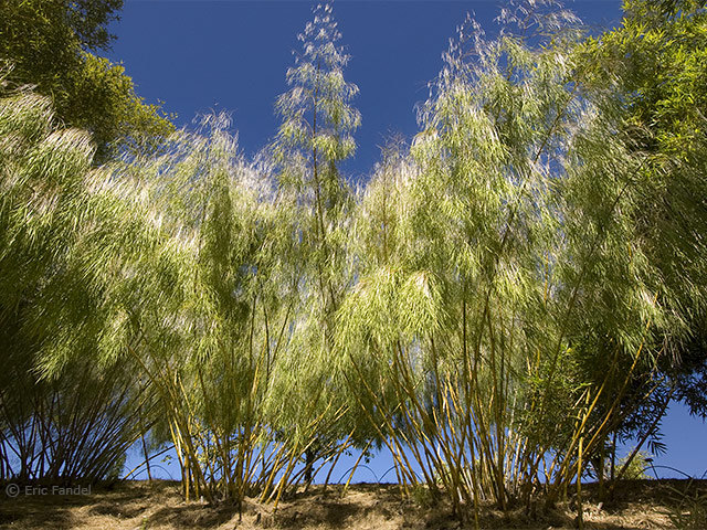 Otatea acuminata aztecorum - Mexikanisches Weinen, Trauerbambus