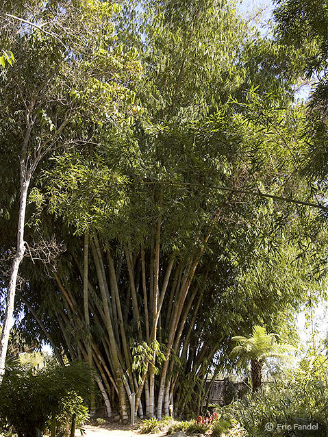 Dendrocalamus giganteus (Riesenbambus)