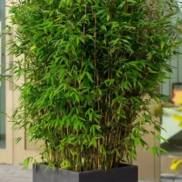 Großer Bambus in einem eckigen, grauen Pflanzkübel, platziert vor Glas- und Holztüren.