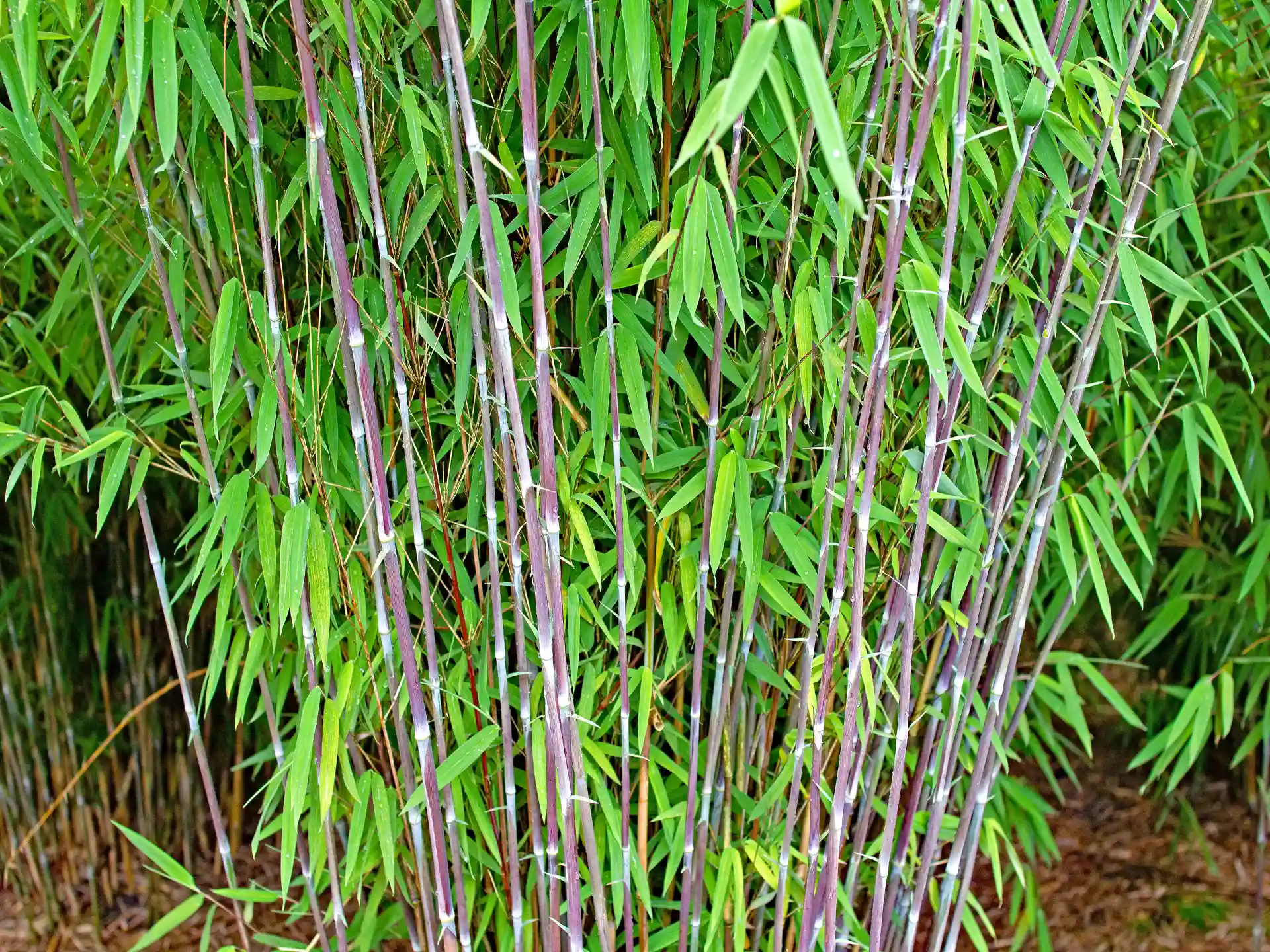 Bambus Fargesia nitida 'Winter Joy' Bambus Fargesia nitida 'Winter Joy'