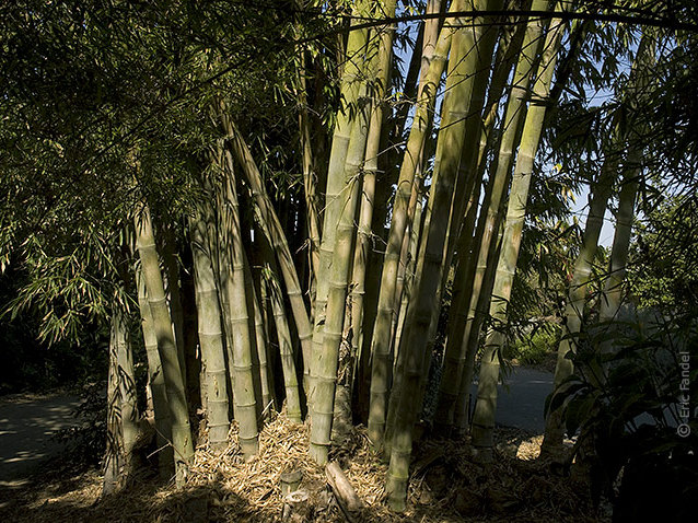 Dendrocalamus asper (Drachenbambus, Riesenbambus)