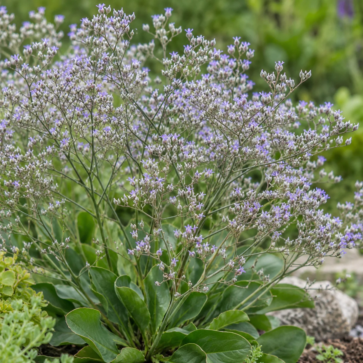 Feine violettblaue Blüten des Strandflieders an dünnen verzweigten Stielen.