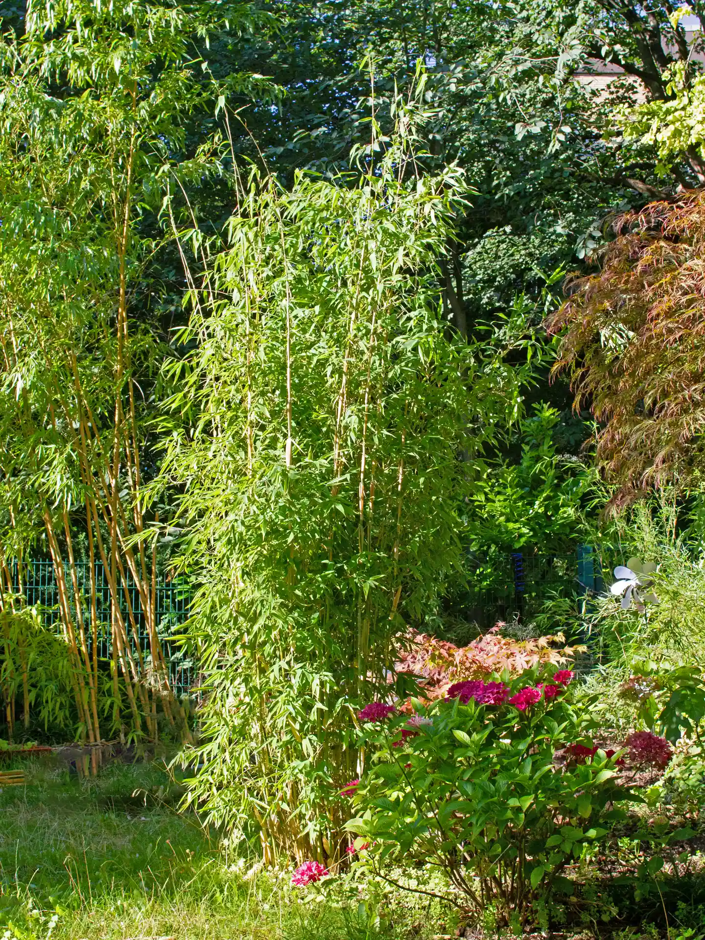 Bambus Fargesia 'Maasai'® Bambus Fargesia 'Maasai' im Garten mit elegantem, leicht überhängenden Wuchs - dekorative Solitärpflanze für Beete und Rabatten.