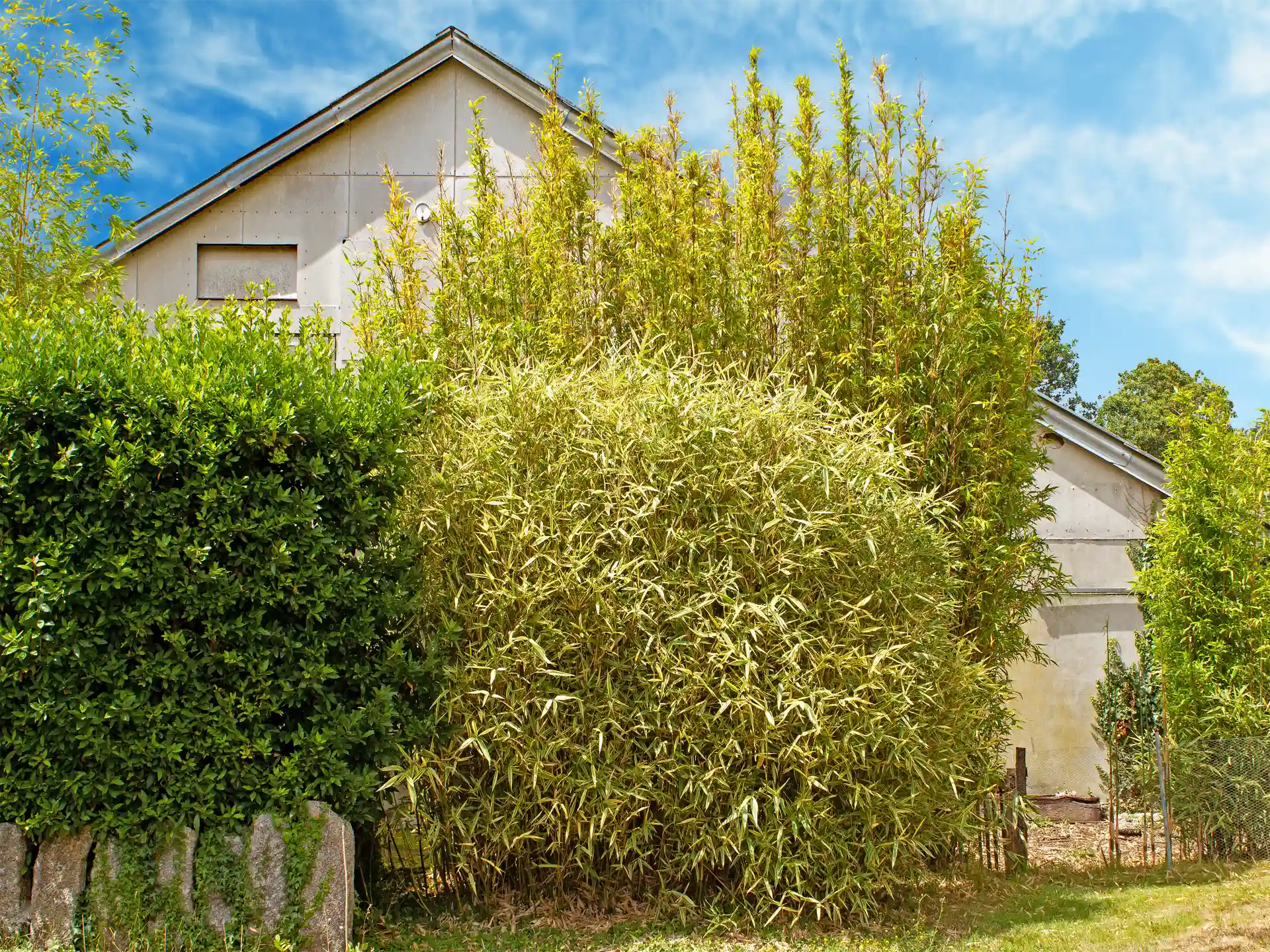 Dicht gewachsene Hibanobambusa tranquillans ‘Shiroshima’ Bambuspflanze als Sichtschutz im Garten vor einem Haus – dekorativer Zierbambus mit auffälligem Laub für strukturierte Gartengestaltung.