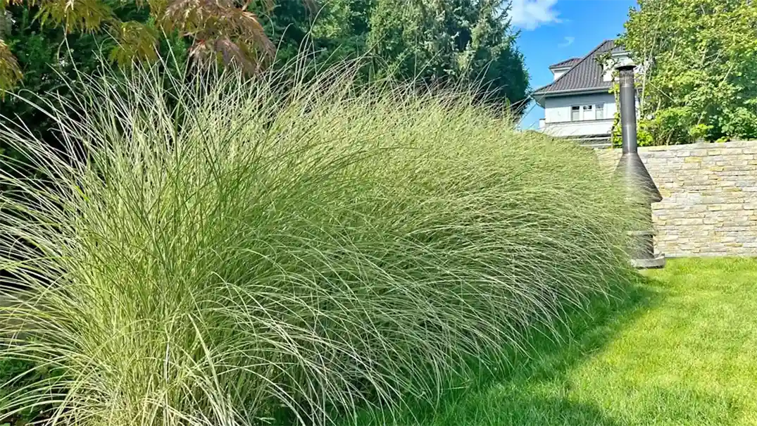 Chinaschilf-Miscanthus-sinensis-8 1075x605