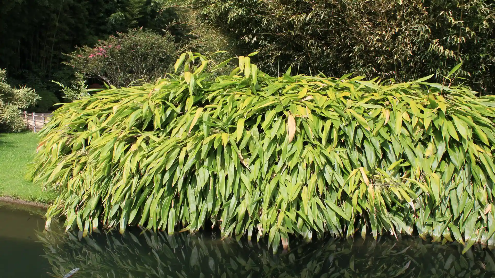 Spiegelung von Sasa palmatum am Teich