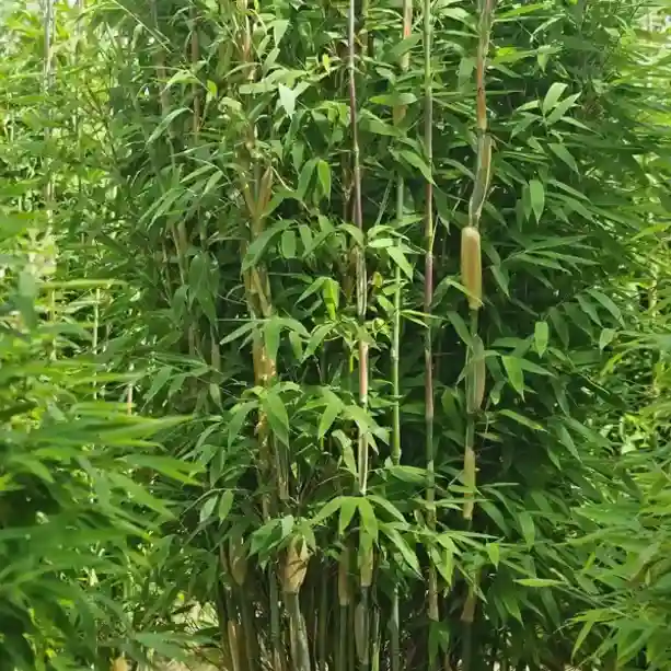 Mehrere Bambusstängel mit dichten, grünen Blättern in einer Gartenanlage, die kräftig nach oben wachsen.