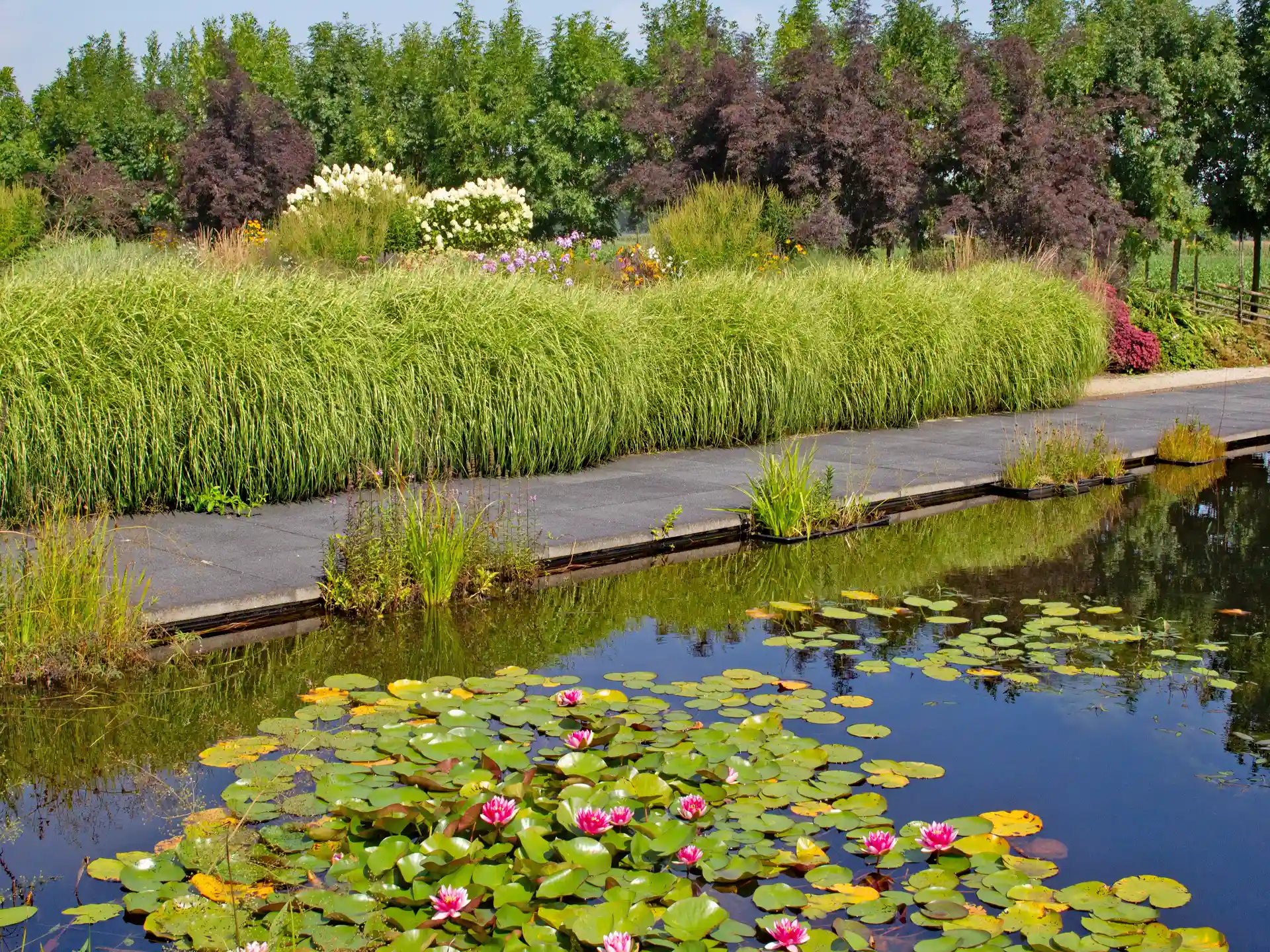 Miscanthus sinensis 'Zebrinus' als. dichte Uferbepflanzung mit charakteristischer horizontaler Blattzeichnung am Gartenteich.
