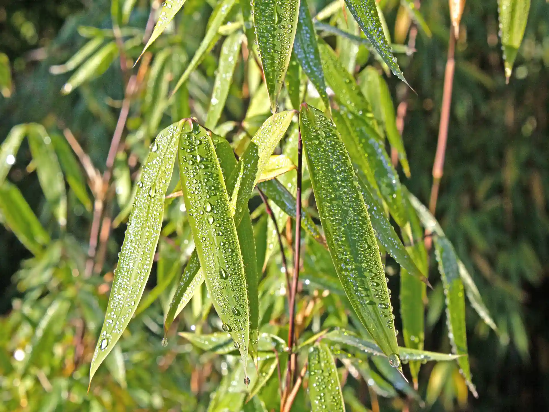 Bambus Fargesia nitida 'Winter Joy' Bambus Fargesia nitida 'Winter Joy'