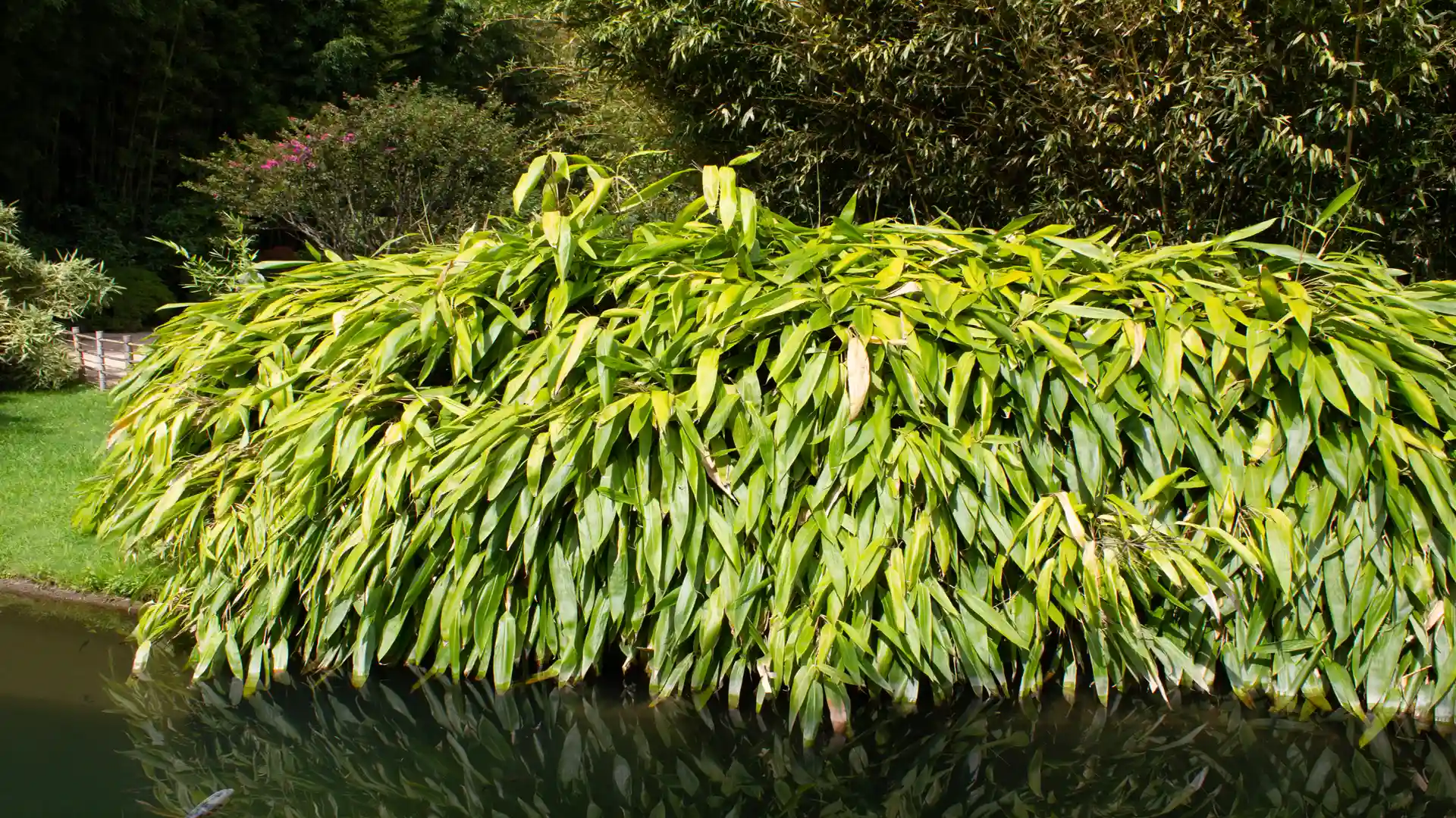 Ein kaskadenartig wachsender Bambus am Rande eines Gewässers, die Blätter spiegeln sich im Wasser