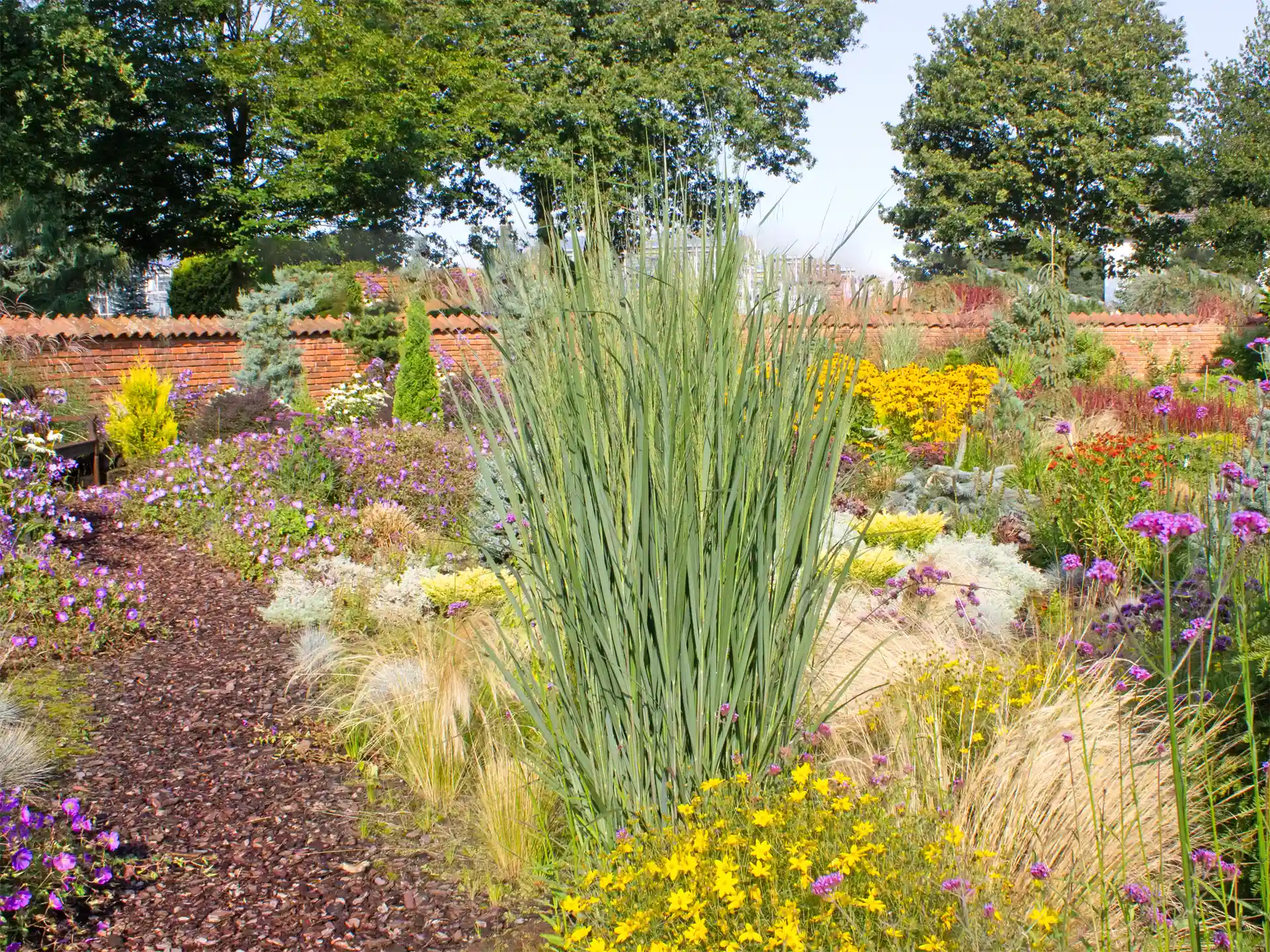 Rutenhirse Northwind im Staudenbeet mit gelben Blüten.
