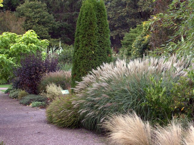 Passt Chinaschilf in meinen Garten? Chinaschilf Miscanthus sinensis 'Yakushima Dwarf'