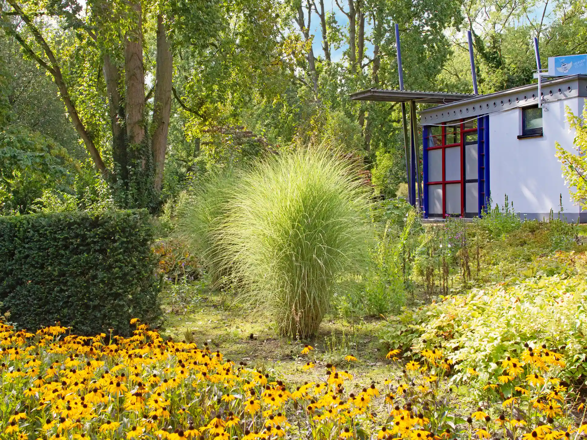 Miscanthus sinenesis 'Morning Light' mit feinem, hellgrünen Laub in spätsommerlicher Beetkulisse vor Gebäude.