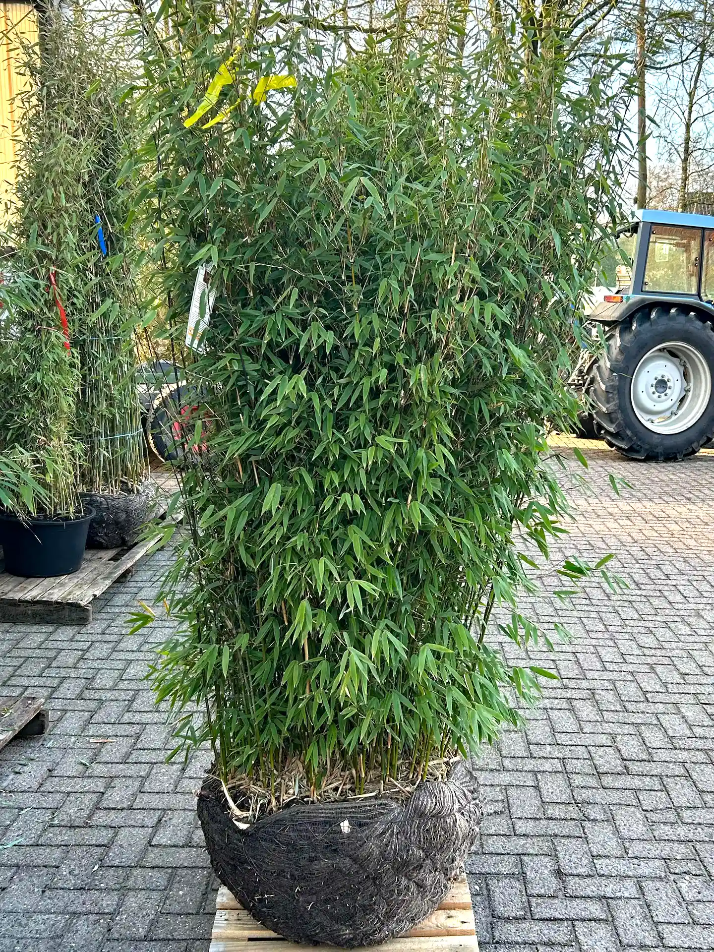 Bambus Fargesia 'Malachite Monkeys'®