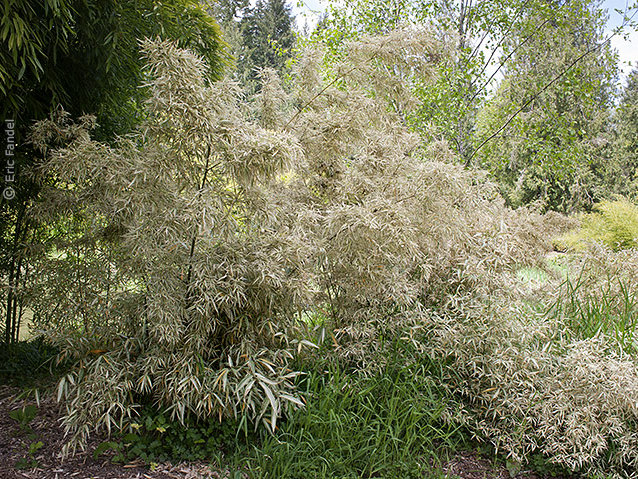 Junge Anpflanzung von Phyllostachys bambusoides Richard Haubrich.