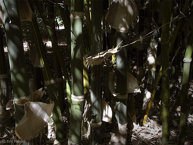 Bambusa tulda Striata (Dendrocalamus tulda)