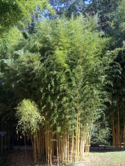 Phyllostachys aureosulcata 'Aureocaulis'