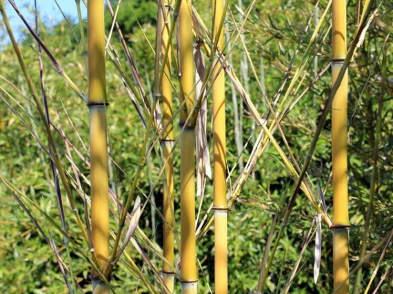 Phyllostachys aureosulcata 'Aureocaulis' 2