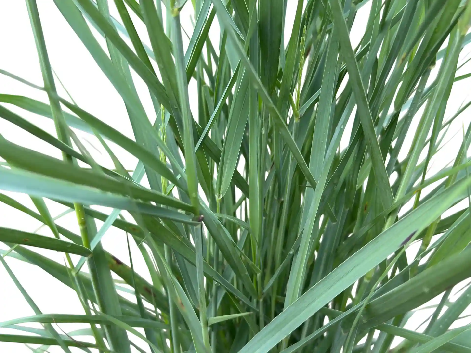 Panicum virgatum 'Prairie Sky'