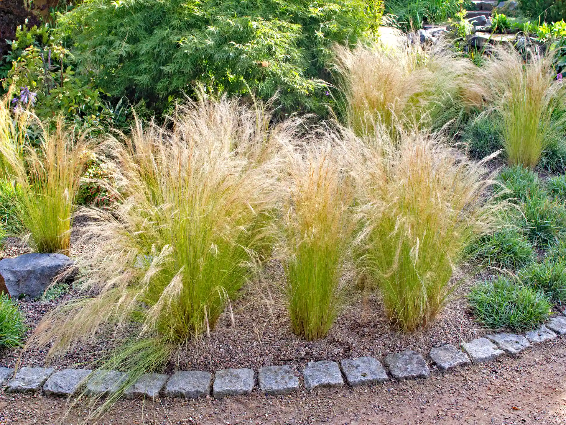 Stipa tenuissima 'Pony Tails' in lockeren Horsten entlang eines geschwungenen Gartenwegs mit Natursteinbegrenzungen.