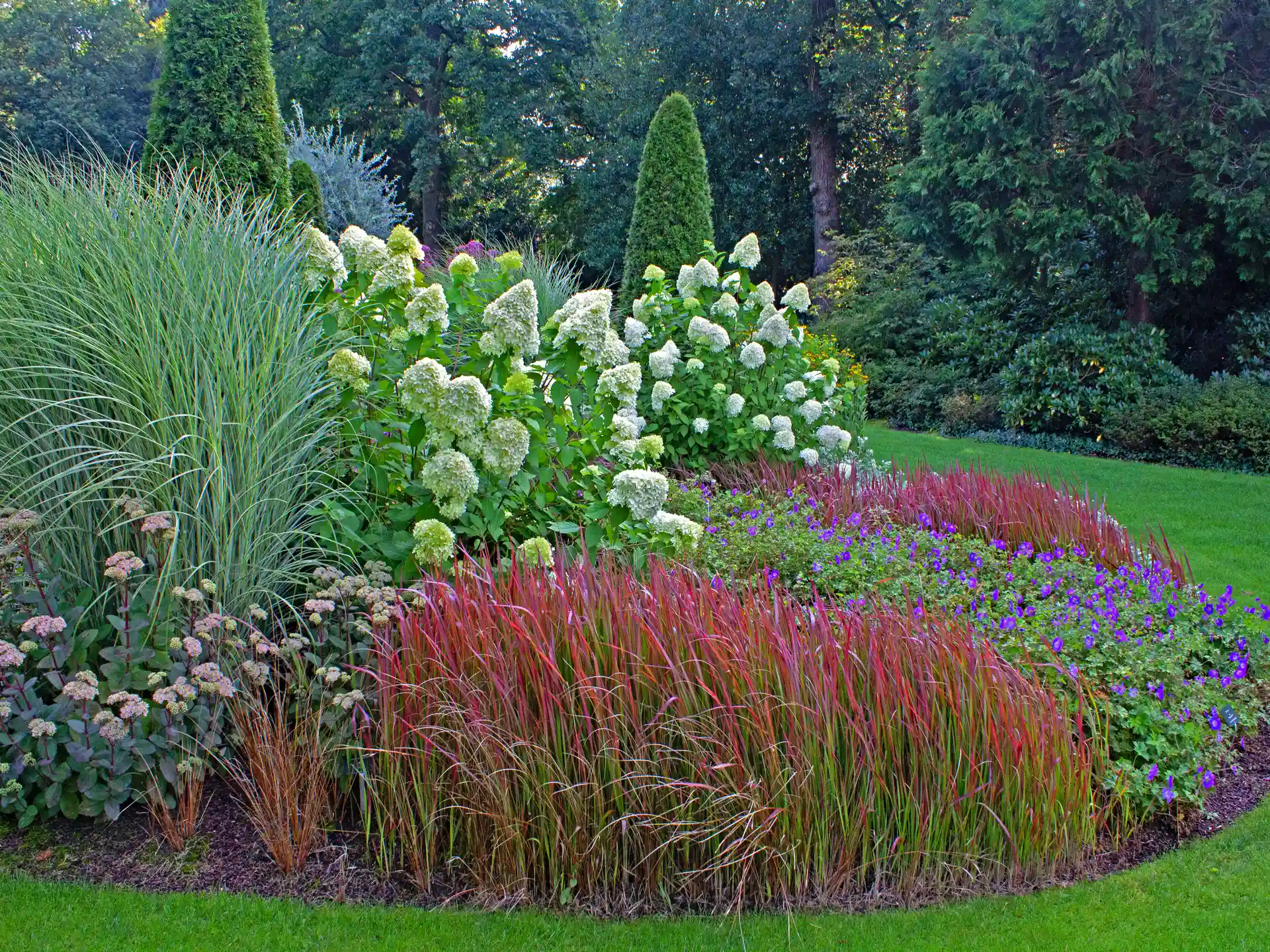 Rundbeet mit Imperata cylindrica 'Red Baron' im Vordergrund, kombiniert mit Hortensien und Ziergräsern.
