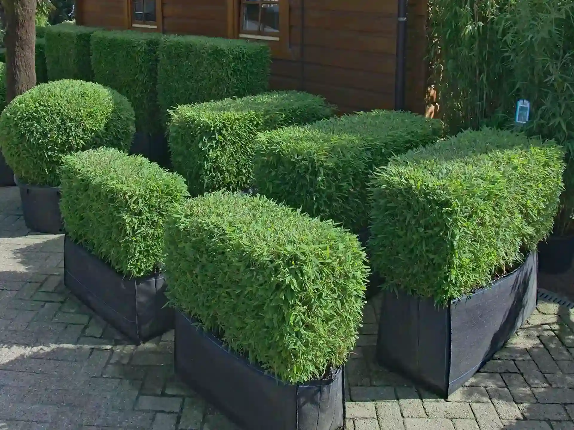 Fargesia 'Moontears' in rechteckigen Pflanzgefäßen mit Formschnitt - strukturgebender Bambus für Terrasse, Balkon oder Eingangsbereich.