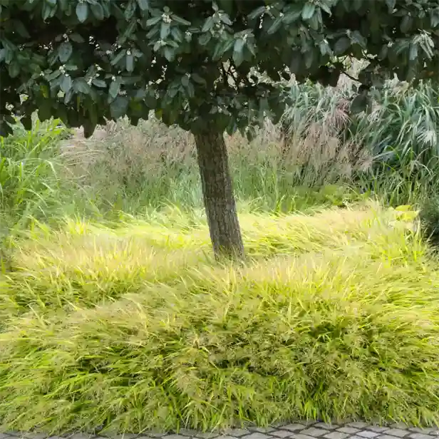 Japanisches Waldgras 616x616