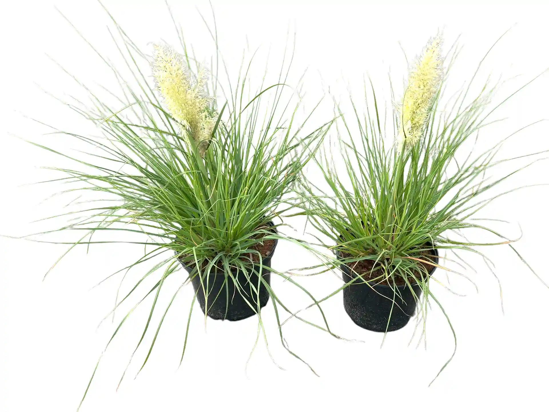 Cortaderia selloana 'Tiny Pampa'