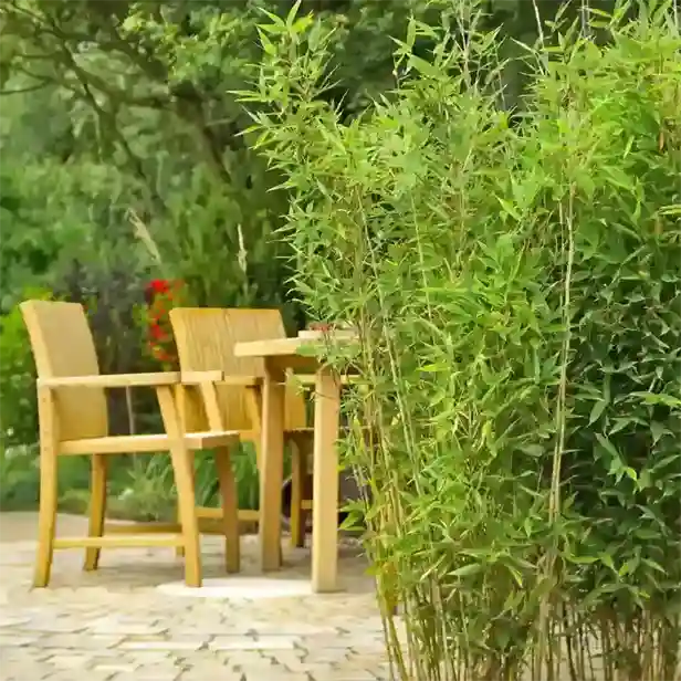 Entdecken Sie unser Angebot an Bambuspfanzen.