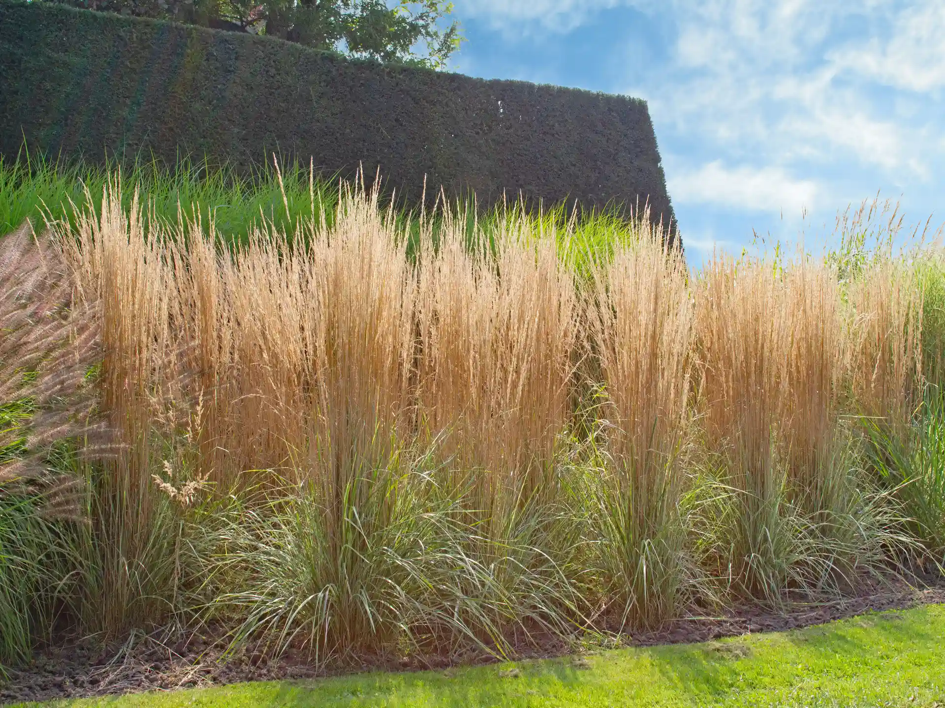 Reitgras Calamagrostis acutiflora Karl Foerster in dichter Reihe vor Hecke in sommerlichem Garten.